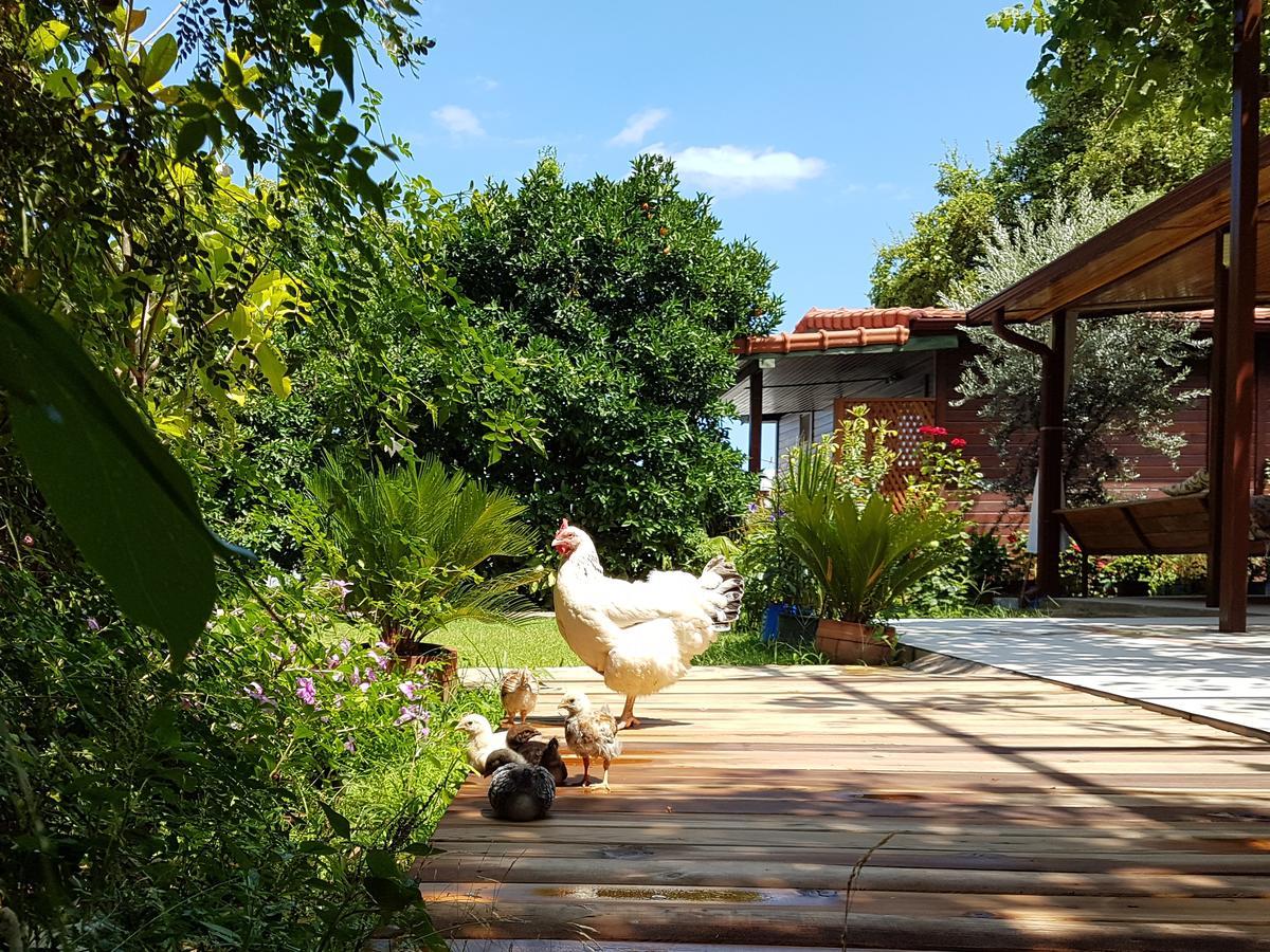 Aygun Pension Tekirova Esterno foto
